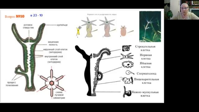 Варианты 22, 23, 24 Рохлов В.С. 1 часть ЕГЭ - 2021 Биология смотреть онлайн