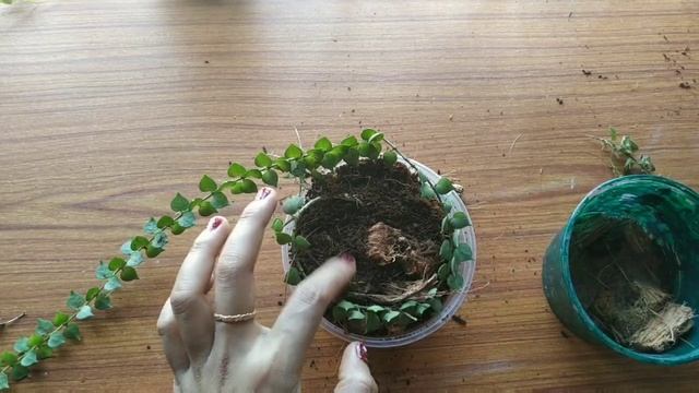 Dischidia Million heart's/Dischidia million heart's repottingd and care/potting mix смотреть онлайн