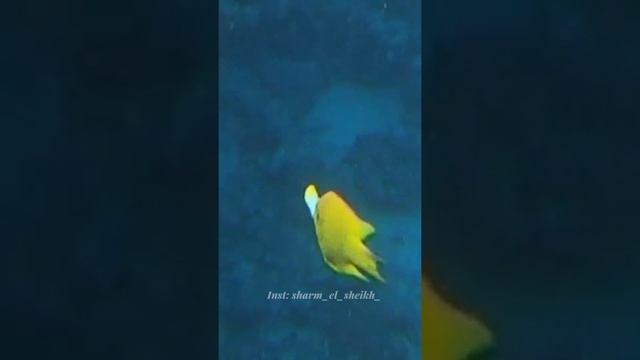 Экскурсии в Шарм Эль Шейх. Ярко-жёлтая рыбка в Красном море. Возможно это самка Большеротого губана смотреть онлайн