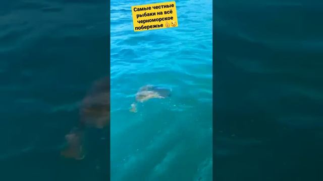 Камбала #shorts #рыбалка #fish смотреть онлайн