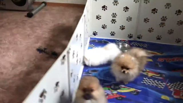 Щенок Зина уезжает домой☀️ #шпицы #шпиц смотреть онлайн