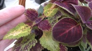 цветочные композиции с колеусами