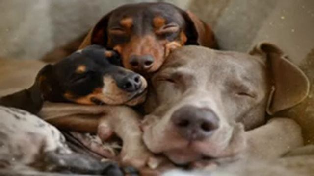 9hr Lullaby Interstellar Themed Sleep Music For Dogs Relax With Your Best Friend смотреть онлайн