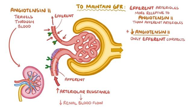 Regulation of Renal Blood Flow.mp4 смотреть онлайн