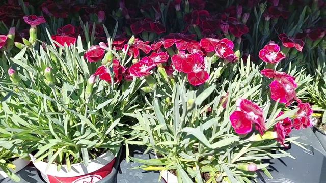 Таллин.Цветы...цветы...цветы...море цветов!Я попала в цветочный рай!🌱☘🌺🌻🪴🌷 смотреть онлайн