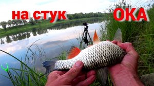ЭТА РЫБА РВЁТ УДОЧКУ ИЗ РУК. ПШЕНИЦА и ГОРОХ. Рыбалка вечер-день на ОКЕ.