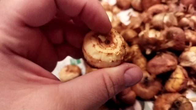 Распаковка. Шоубокса гладиолусов, сорт "Анук" от Colorline смотреть онлайн