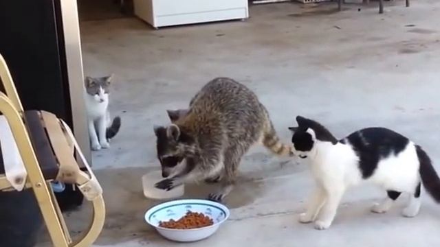 Крутые Еноты!!!! смотреть онлайн