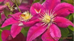 Клематис крупноцветковый Эрнест Макхем ? обзор: как сажать, рассада клематиса Эрнест Макхем