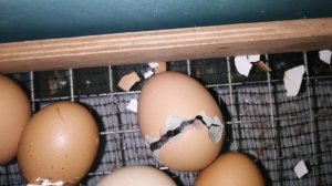 Первая инкубация яйца доминантов в инкубаторе матрица Дели 72.Я осталась довольна.