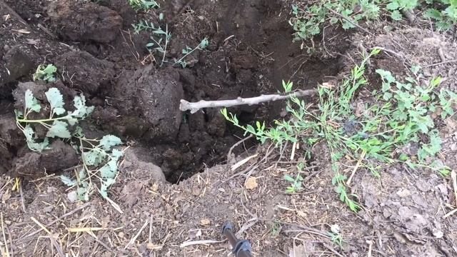 ЛУЧШАЯ НАЖИВКА НА СОМА, КАК НАЙТИ МЕДВЕДКУ (КАПУСТЯНКУ) смотреть онлайн