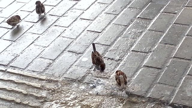 Начало марта в парке смотреть онлайн