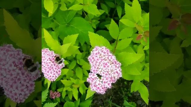 Спирея японский
