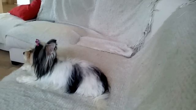 Габон Барон: уход за шерстью смотреть онлайн