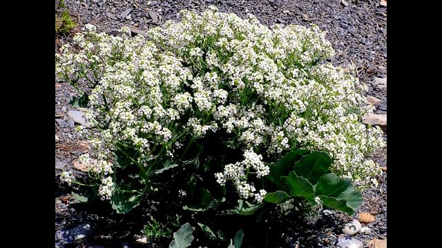 МАЙСКАЯ ФЛОРА МАЛОГО КАВКАЗА.