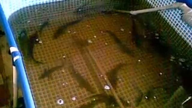 сибирский осетр+стерлядь мини узв смотреть онлайн