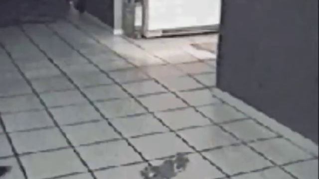 С Днем кошек!
