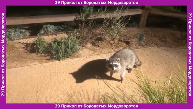 29 #Прикол Стоять, бояться! #Еноты Стоим Боимся #БородатыеМордовороты смотреть онлайн