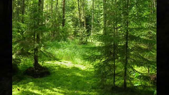 Лес. Музыка для релаксации. смотреть онлайн