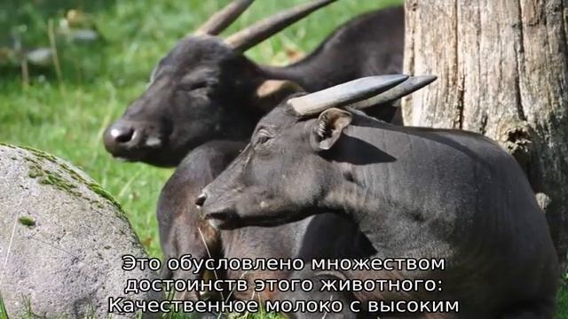 Карликовый буйвол смотреть онлайн