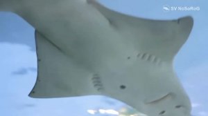 Cкат-пилорыл или рыба-пила (Pristis pectinatus)