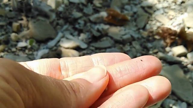 #Клека́чка, она же #Стафи́лея, она же #джонджоли. #Лекарственные #свойства смотреть онлайн