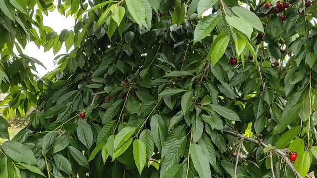 Черешня на присадибній ділянці. Сорт Любава і Донецький Угольок. Доступні для замовлення саджанці. смотреть онлайн