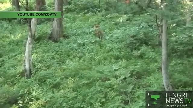 Территорию для возрождения туранского тигра в Казахстане утвердили эксперты смотреть онлайн