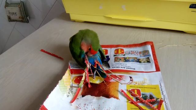 Что она делает? Гоша - павлин? )))) смотреть онлайн