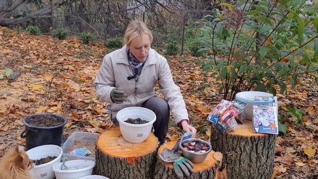Сажаем луковичные в кашпо??? Тюльпаны и крокусы смотреть онлайн