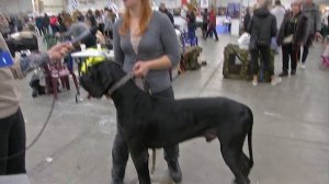 Немецкий дог - благородный защитник