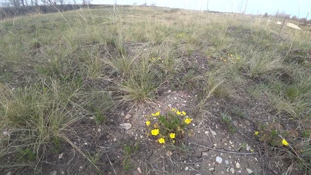 Жёлтые цветы купальницы весной 2021 года смотреть онлайн