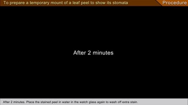 To prepare a temporary mount of a leaf peel to show its stomata смотреть онлайн