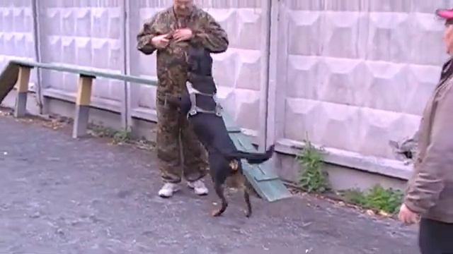 Упражнение №1 на поиск вещи. Оре 19 месяцев. смотреть онлайн