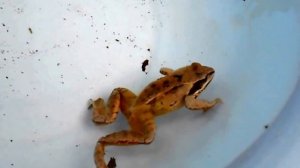 Как плавают лягушки!