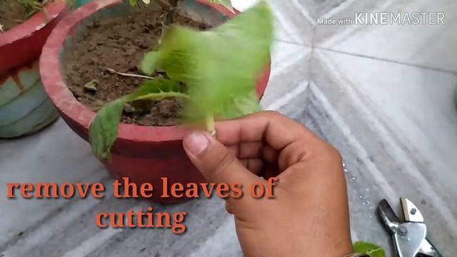 8.How To Propagate Sanchezia Plant / How To Grow The Cuttings Of Sanchezia Plant