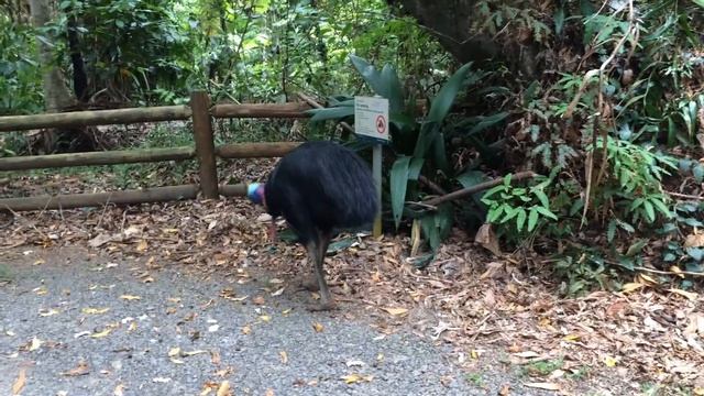 Cassowary Spotting Daintree Rainforest Australia смотреть онлайн