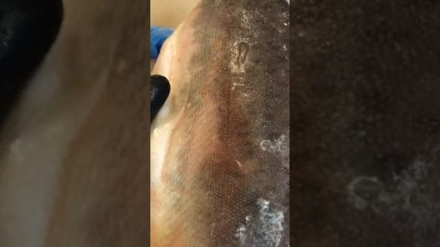 Филе горбуши на коже. смотреть онлайн