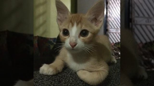 #маленький #котейка #рыжие #пятна #хорошенький #милый #мур #мяу #профиль #кота #cat #cats #catlove смотреть онлайн
