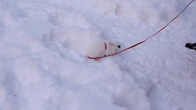 Карликовый кролик (белый хотот) смотреть онлайн