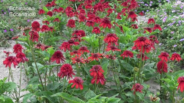 Echinacea Eccentric® - Marco van Noort - 4K смотреть онлайн
