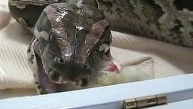 Snake Eats Chick Alive #2 Part 2! смотреть онлайн
