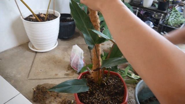 Tanaman MURAH Bisa Jadi Mewah ? | Makeover Philodendron Mexicanum & Dragon Dapet Bonus Cacahan смотреть онлайн