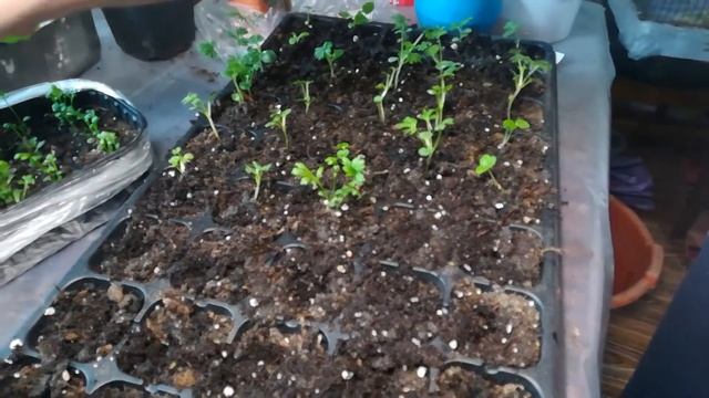 Пересадка цветов дельфиниум / флокс / вербена / пиретрум. смотреть онлайн