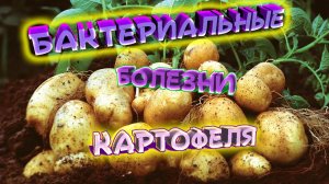 Болезни картофеля и меры борьбы с ними. Народные способы лечения. Чем болеет картофель? Описание!