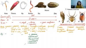 Шпаргалка "Эволюция органов беспозвоночных животных" - ЦТ, ЕГЭ, ЗНО