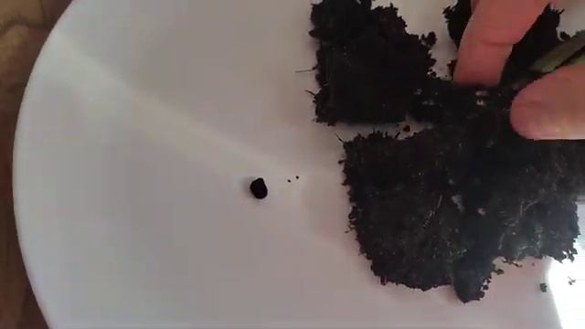 Аглаонема Ред. Укоренение черенка. смотреть онлайн