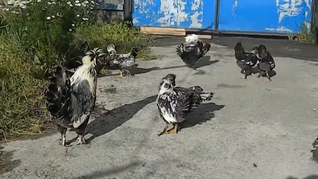 Павловские куры. Содержание и разведение смотреть онлайн