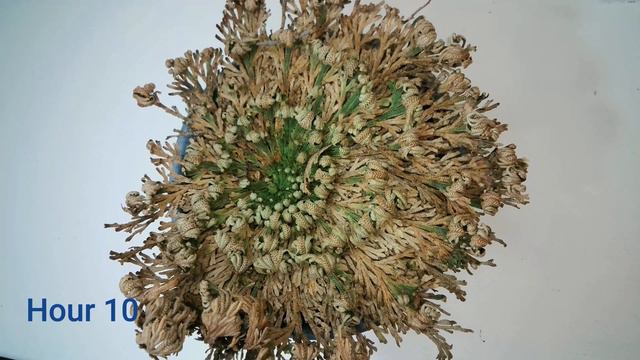 Resurrection Plant Time-lapse - Watch it come to life смотреть онлайн
