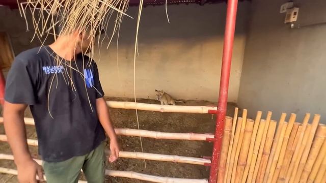 Lion Ko Mini zoo Le Ae or Sab Parindy Dr Gae? смотреть онлайн